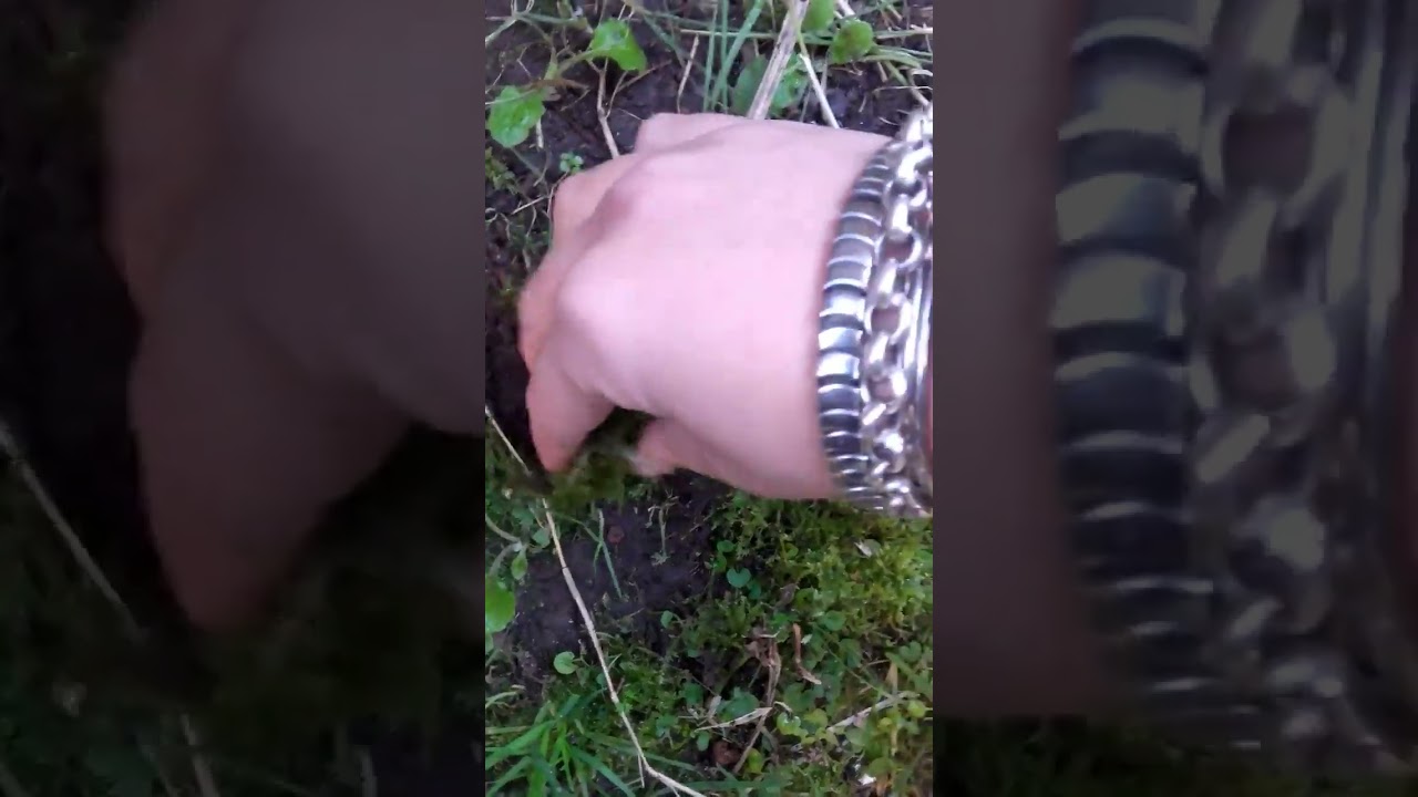 Cosecha de musgo, cultivo propio