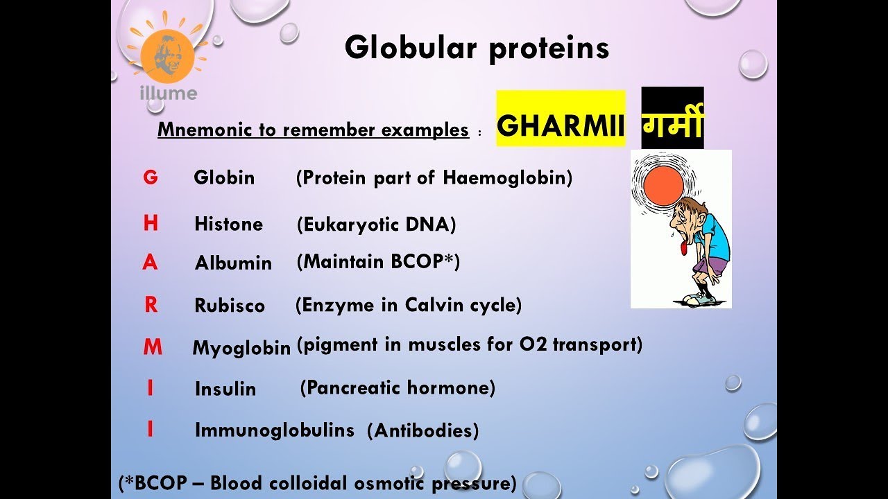 Trick Mnemonic To Remember Examples Of Globular Proteins Youtube Trick Mnemonic To Remember Examples Of Globular Proteins Youtube
