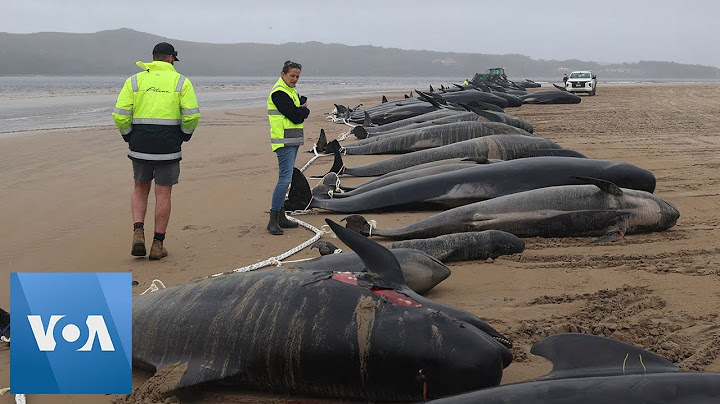 Hundreds of Whales Stranded on Australian Beach