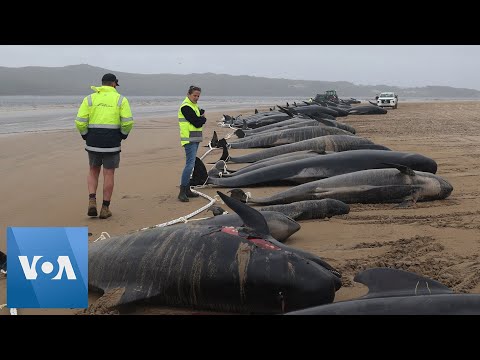 Hundreds of Whales Stranded on Australian Beach