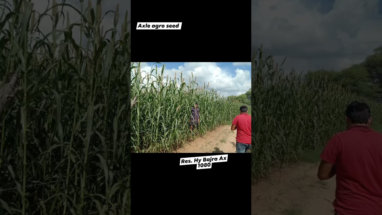 Research Hybrid Bajra Ax 1080