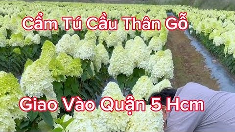Xuất Bán 50 Cây Cẩm Tú Cầu Thân Gỗ vào quận 5 Hồ Chí Minh l Đt/Zalo 0968750386