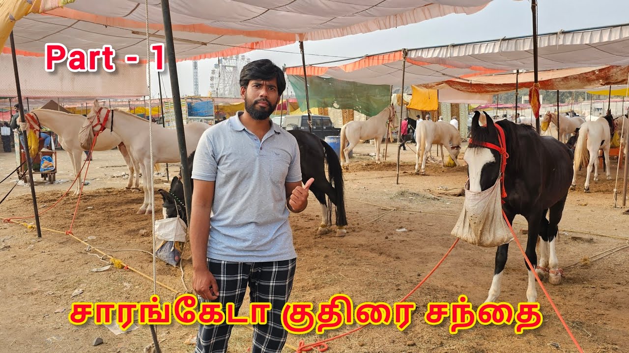 Sarangkheda horse market / மகாராஷ்டிராவில் உள்ள சாரங்கேடா குதிரை சந்தை