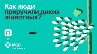 Как Люди Приручили Диких Животных