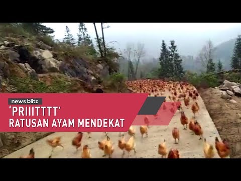 Pritttt Ratusan Ayam Mendekat