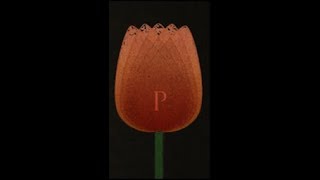 Perseverance of the saints/Eternal Security (5 Points of Calvinism Part 5)