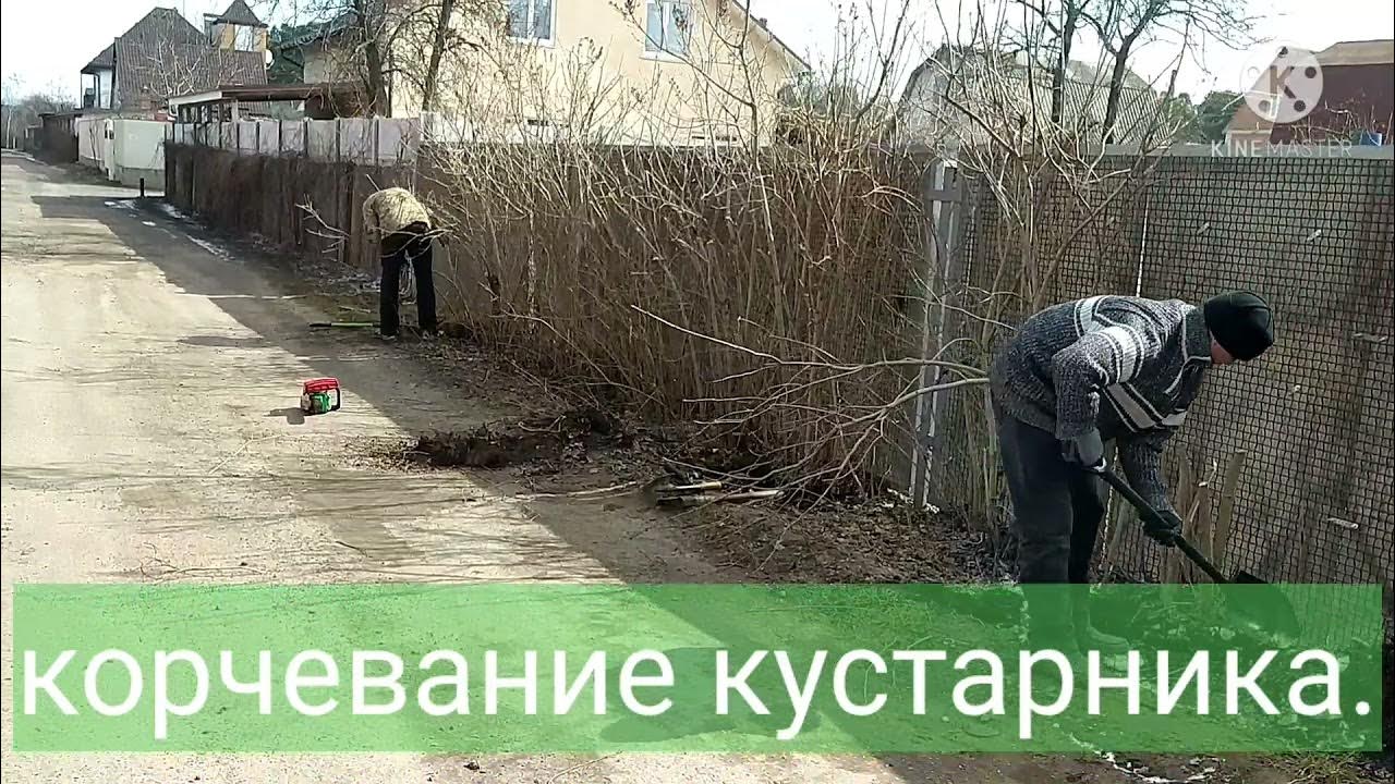 Как избавиться от сирени на участке навсегда. Расчистка участка от сирени. уничтожение сирени. корчевка кустарника фото. как избавиться от мелких зарослей сирени.