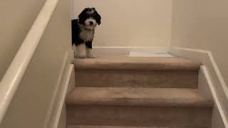 funny bernedoodle puppy (finally) decides to come down the steps for the first time