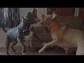 3 excited rescued pit bulls wrestling  playing