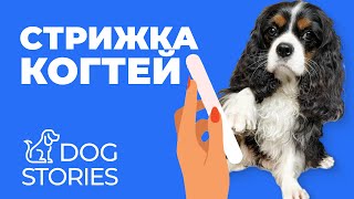 Подстричь когти собаке 🐕 Как, зачем и чем стричь ногти щенку 🐩 Кому нужно подстригать и как часто 🐾