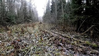 видео: ОХОТА НА ЗАЙЦА С ГОНЧЕЙ! ДВА ДНЯ В ОХОТНИЧЬИХ УГОДЬЯХ! картинка: ОХОТА НА ЗАЙЦА С ГОНЧЕЙ! ДВА ДНЯ В ОХОТНИЧЬИХ УГОДЬЯХ!