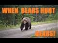 When grizzlies hunt!