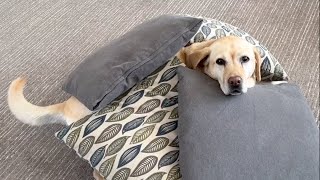 Stella Steals Pillows by Dog Named Stella 7,664 views 11 months ago 1 minute, 5 seconds