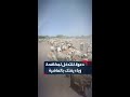 مواطن يطلق نداء استغاثة لوزير الثروة الحيوانية للتدخل لمكافحة وباء يفتك بالماشية في منطقة البطانة