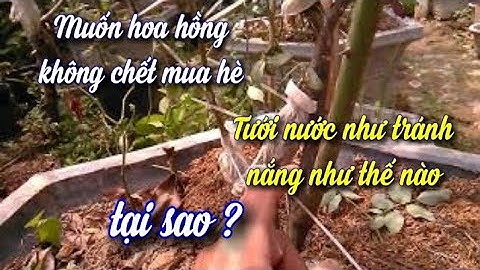 Quy trình tưới nước tránh nắng cho cây hoa hồng trồng chậu vào mùa hè