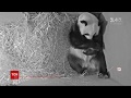 Поповнення в сімействі панд: 1 травня на світ з'явилось чорно-біле ведмежа