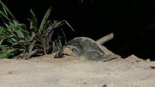 Fascinating footage of sea turtle coming ashore to lay eggs, Koggala, Sri Lanka