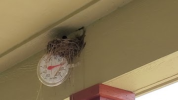 06-16-21 Barn Swallows nesting on front porch Part 2