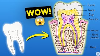 Tooth Diagram Easy to Amazing 😱 | Human Tooth Structure Diagram Drawing Step by Step