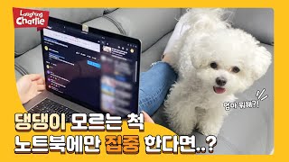 댕댕이 모르는 척 노트북에만 집중하면 생기는 일ㅋㅋㅋ👩‍💻
