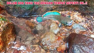 BELUM ADA YANG TAU..!! RECOMENDASI TEMPAT MENCARI CHANNA LIMBATA || Mancing Ikan Channa Limbata