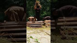 Download Lagu ada suara aneh ketika merontokan padi🤣🤣🤣 MP3 Download Lagu ada suara aneh ketika merontokan padi🤣🤣🤣 MP3