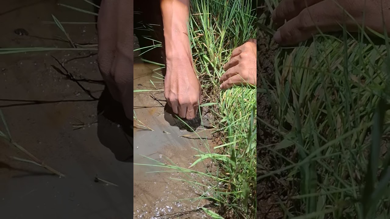 This Eel Was Hiding in the Mud… Then It Attacked!