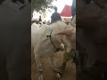 Gulabi teddy breeder goat cattle cow animalslover
