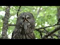 LAPPUGGLA  Great Grey Owl  (Strix nebulosa)  Klipp - 3114