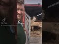 Alpaca Unloading