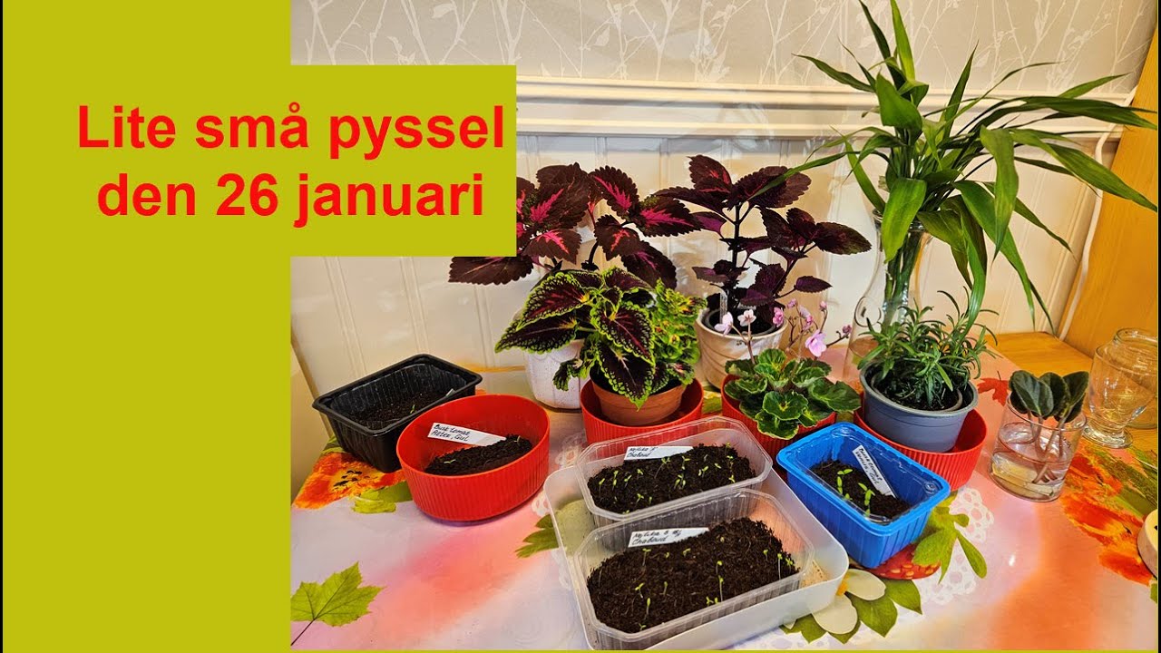 Lite små pyssel den 26 januari