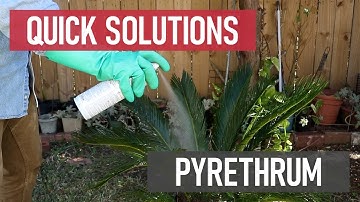 Quick Solutions: What is Pyrethrum?