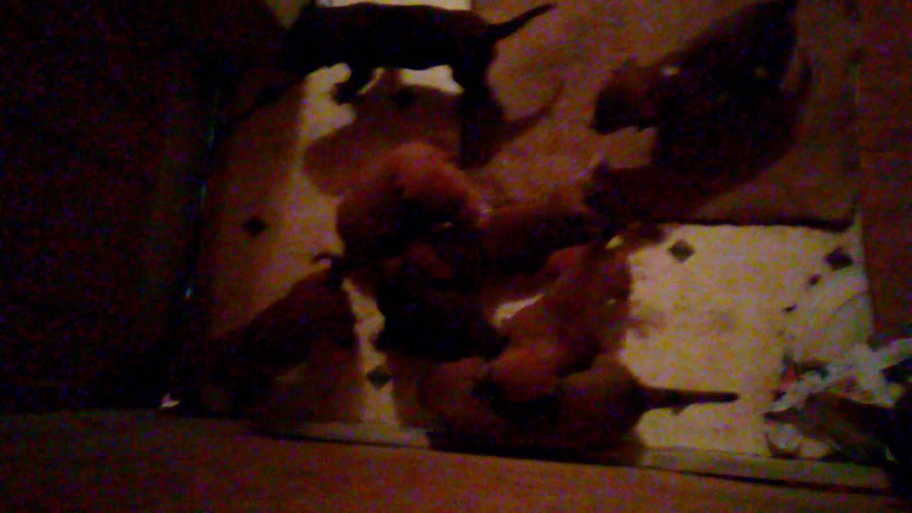 Half breed pitbull puppies