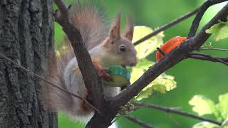 Бельчонок и огурчик / Squirrel baby and cucumber by Всё по Серьёзному 460 views 2 hours ago 4 minutes, 46 seconds