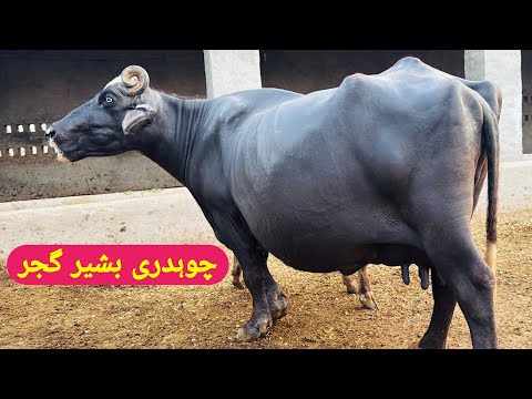 Baber 1 Buffalo Breed In Kmalia || Ch Bashir Gujjar Dairy Farm 