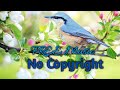 Birds - Xad [FREE Music No Copyright]