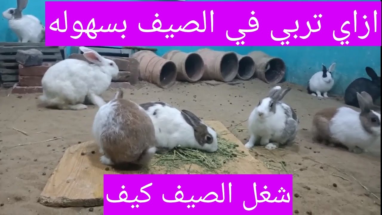 كيف تكون محترف و ناجح في تربيه الارانب في الصيف بكل سهوله في تربيه الارانب ارضي
