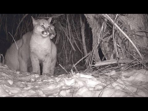 Film backdrop image for Cameras Catch Adorable Glimpse of Mountain Lion Family (2018)