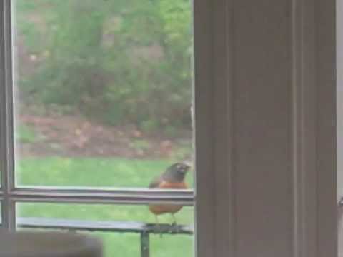 Robin Attacks Window - YouTube