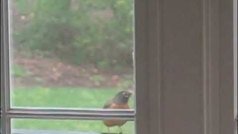 Robin Attacks Window