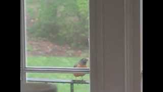 Robin Attacks Window