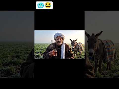 الصعيدي في الغيط والجو برد حتى الحمار بيشرب شاي الكانون صعيدي في الغيط ضحك كوميديا مصرية تريند