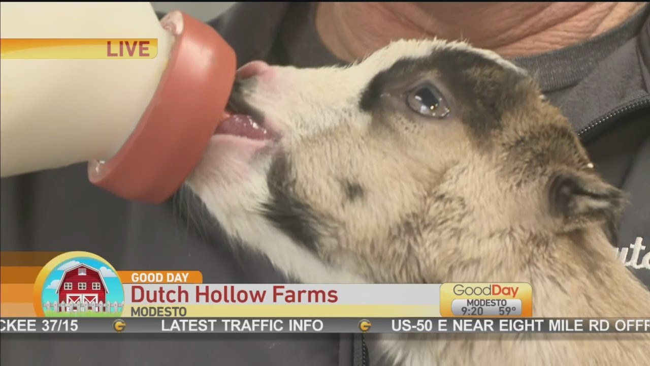Dutch Hollow Farms Pt 2 Youtube