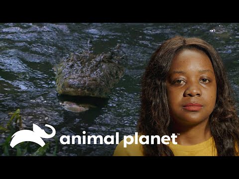 Video: ¿Cuándo estuvieron en peligro los caimanes?