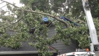Mark's Tree Service, Residential Arborist, Roanoke, VA