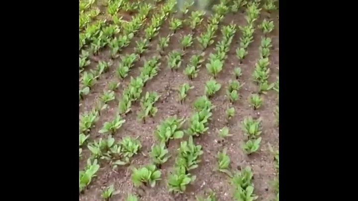 AI robot fish explores the sea and is revolutionizing marine conservation...