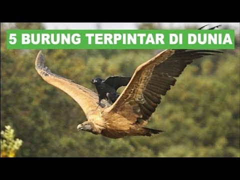 Video: Burung Mana Yang Paling Pintar?