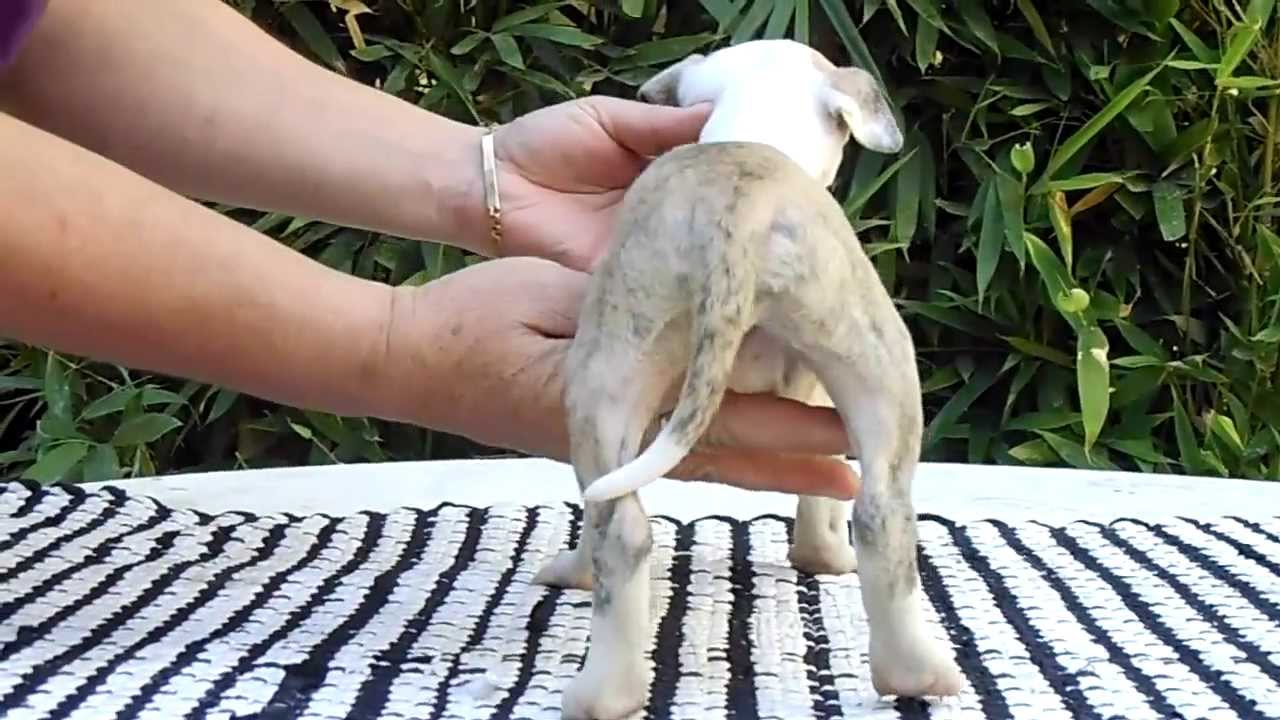 Whippet macho. Whippet en venta. Cachorros disponibles 01(55)84885050 compromiso