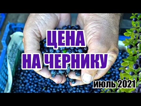 Video: Blueberry кесүү: башталгычтар үчүн күзүндө жана жазында черники кантип кыркуу керек? Москва районунда жана башка региондордо бакча карагайларын туура кыркуу. Жаш бадалдарды кантип 