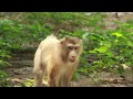 Monkey paralyzed in one arm mating 2 time in 3minutes